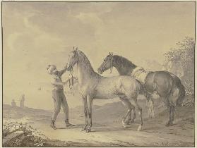 Pferde aus Tunis