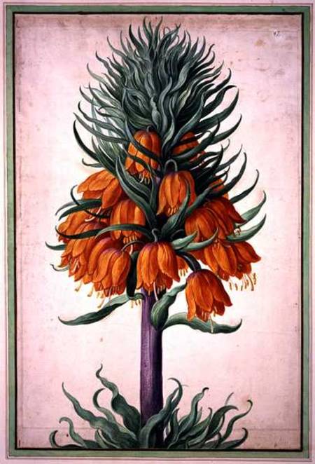 Fritillaria imperialis (crown imperial) plate 25 from the Nassau Florilegium von Johann Jakob Walther