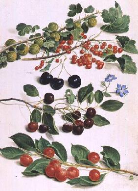 Gooseberries, Cherries and Redcurrants 1661