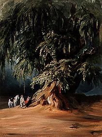 Ein Ahuehuete-Baum. von Johann Moritz Rugendas