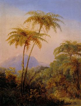 Baumfarn aus dem brasilianischen Urwald 1830