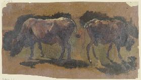 Zwei Kühe in Albano