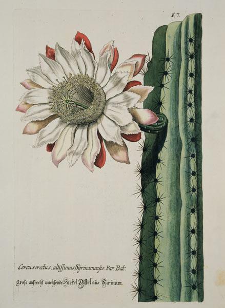 Cereus Erectus Altissimus Syrinamensis from 'Phythanthoza Iconographica' published in Germany 1737-45