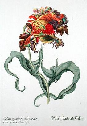 Tulipa Monstrosa Rubra Maior from 'Phythanthoza Iconographica', published in Germany 1737-45