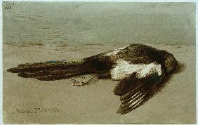 Eine tote Elster 1840