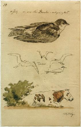 Schwalbe, Seeschwalben, liegende Kuh 1842