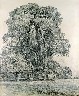 Elm trees in Old Hall Park, East Bergholt 1817