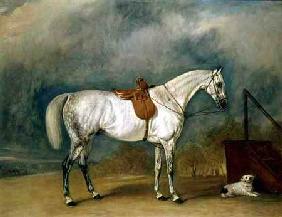 Dapple Grey Hunter 1838