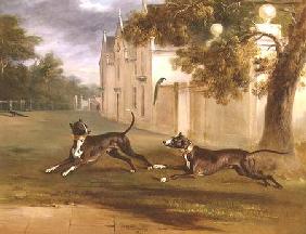 The Earl of Brownlow's two Bull Terriers, 'Nelson' and 'Argo' 1831