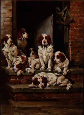 Spaniels Galore