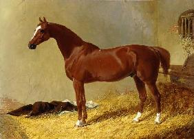 Ein rotbraunes Rennpferd in einem Stall 1843