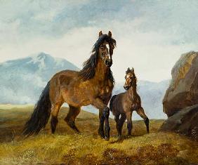 A Welsh Mountain Mare and Foal 1854