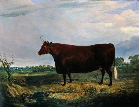 Portrait of a Brown Bull, 1831 (oil on canvas) 1886