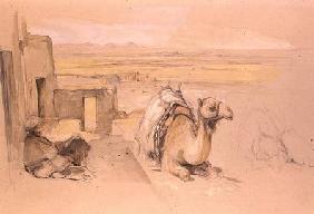 Camel, West Thebes