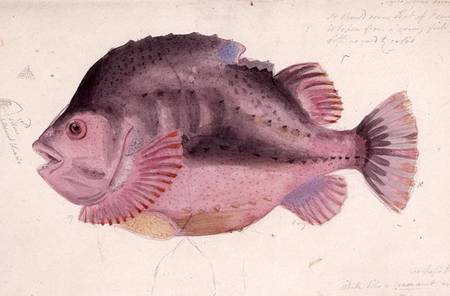 Fish von John George Sowerby