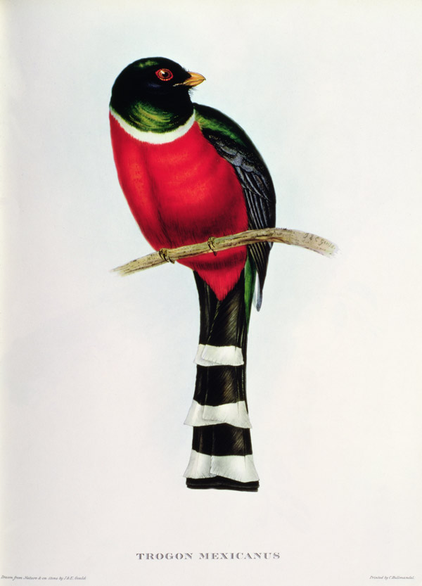 Trogon Mexicanus von John Gould