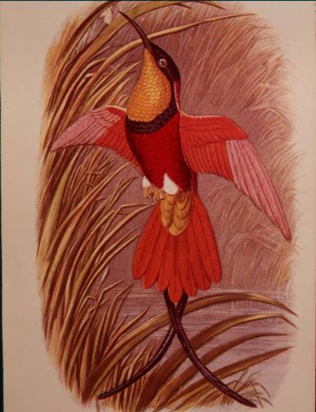 Humming Bird: Crimson Topaz, plate 23 from 'Cassell's Book of Birds' von John Gould