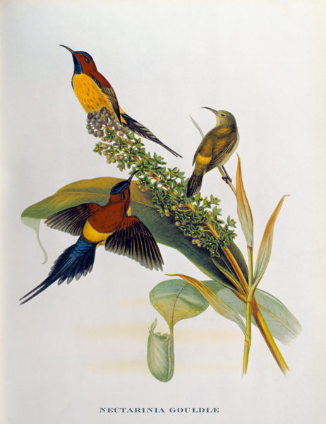 Nectarinia Gouldae from 'Tropical Birds' von John Gould