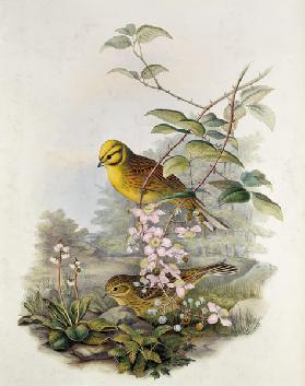 Yellowhammer, 1873 (pencil, w/c on