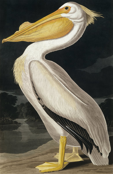 American White Pelican, from 'Birds of America', engraved by Robert Havell (1793-1878) published 183 von John James Audubon