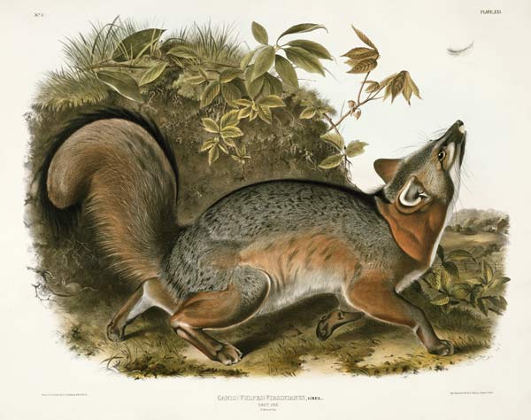 Canis (Vulpes) Virginianus (Grey Fox), plate 21 from 'Quadrupeds of North America', engraved by John von John James Audubon