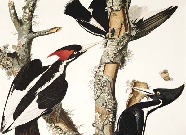 Ivory-billed Woodpecker, from 'Birds of America', engraved by Robert Havell (1793-1878) 1829 (colour von John James Audubon
