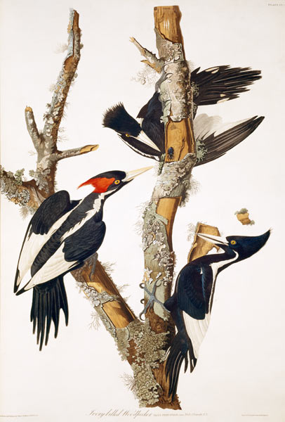 Ivory-billed Woodpecker, from ''Birds of America'', 1829 (see 195912 for detail) von John James Audubon