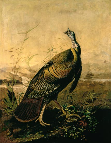 The American Wild Turkey Cock John James Audubon Als Kunstdruck Oder 
