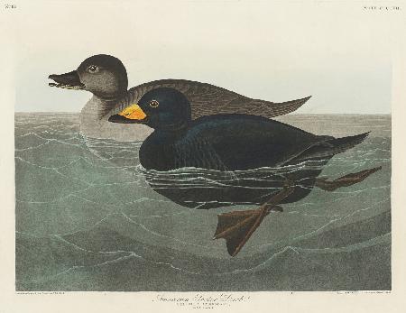 Amerikanische Trauerente aus Birds of America (1827)