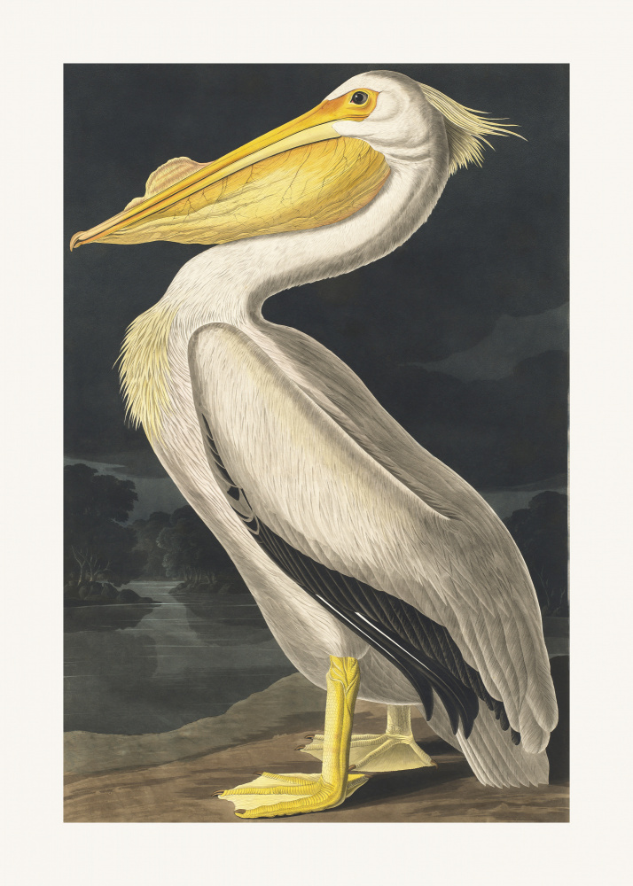 Amerikanischer Weißpelikan von Birds of America (1827) von John James Audubon