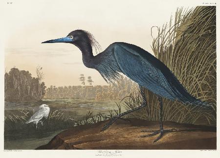 Blauer Kranich oder Reiher aus Birds of America (1827)