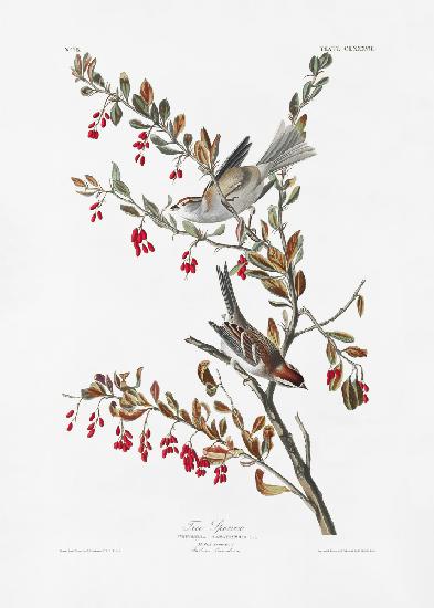 Feldsperling aus Birds of America (1827)