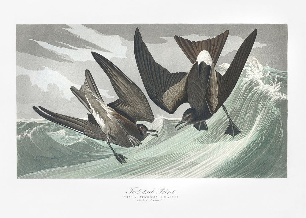 Gabelschwanzsturmvogel von Birds of America (1827) von John James Audubon