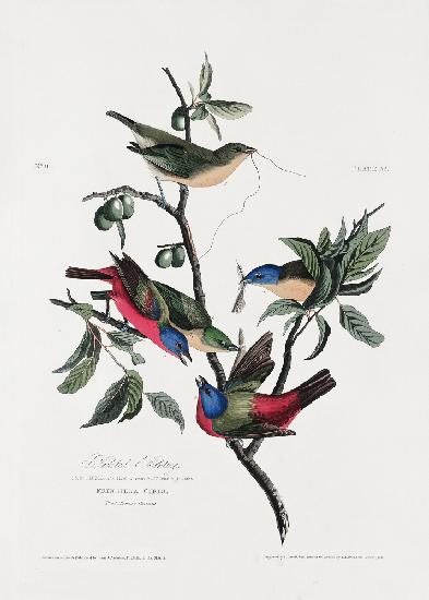 Gemalter Fink von Birds of America (1827)