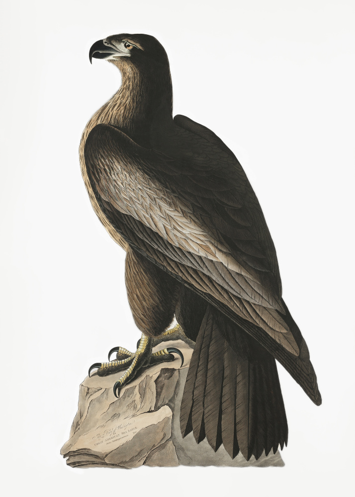 Großer amerikanischer Seeadler aus Birds of America (1827) von John James Audubon