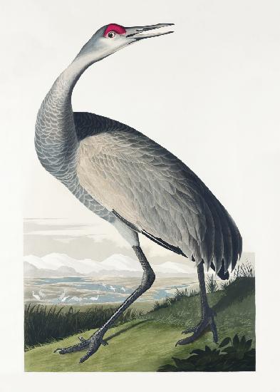 Kranich von Birds of America (1827)
