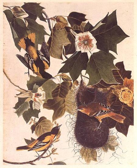 The Oriole, from Birds of America von John James Audubon
