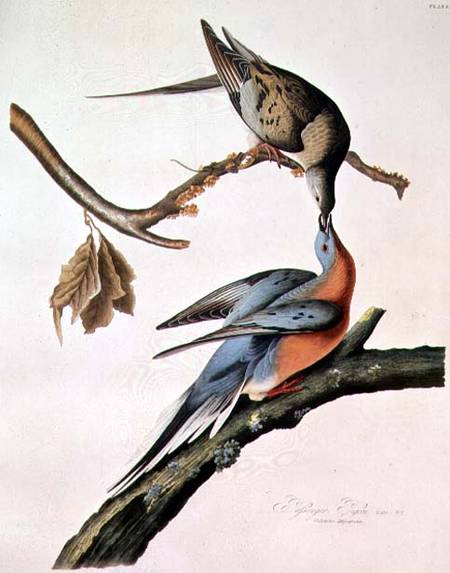 Passenger Pigeon, from 'Birds of America' von John James Audubon