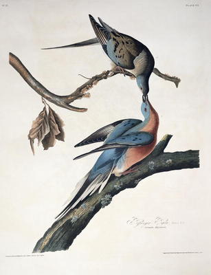 Passenger Pigeon, from 'Birds of America', engraved by Robert Havell (1793-1878) published 1836 (col von John James Audubon