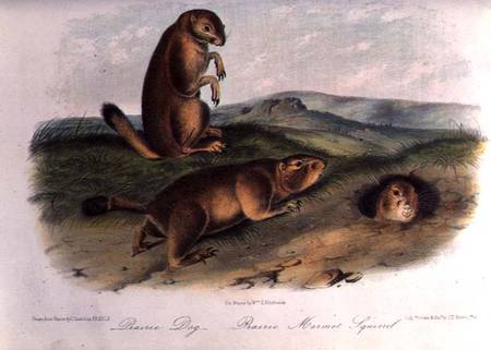Prairie Dog from 'Quadrupeds of North America', 1842-5 von John James Audubon