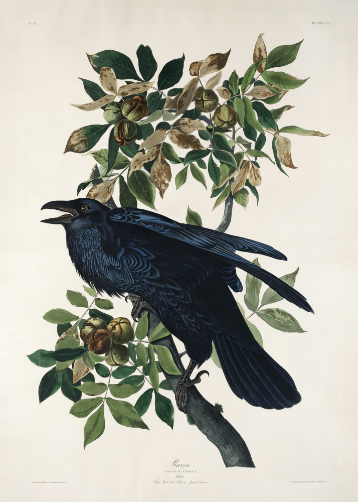 Rabe von Birds of America (1827) von John James Audubon