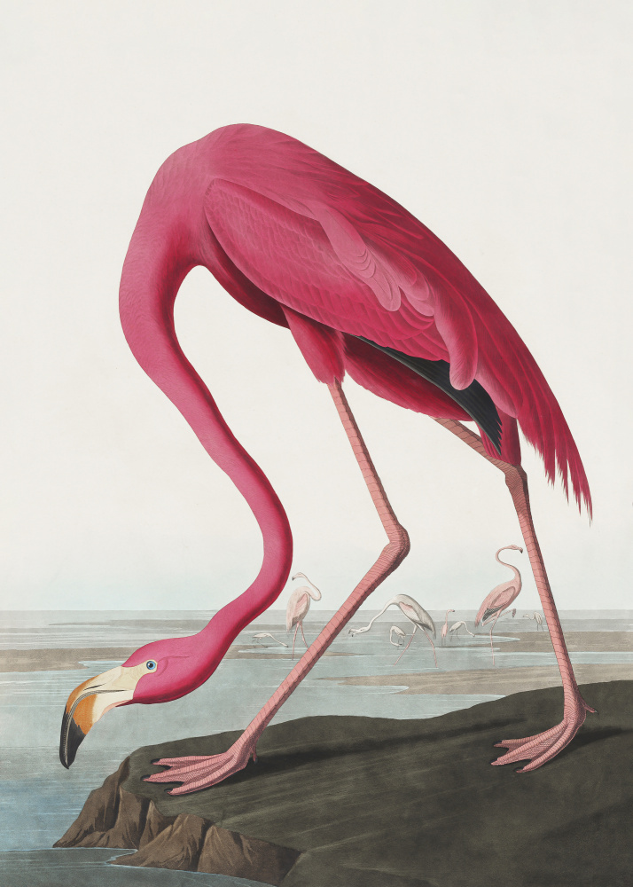 Rosa Flamingo Ii von Birds of America (1827) von John James Audubon