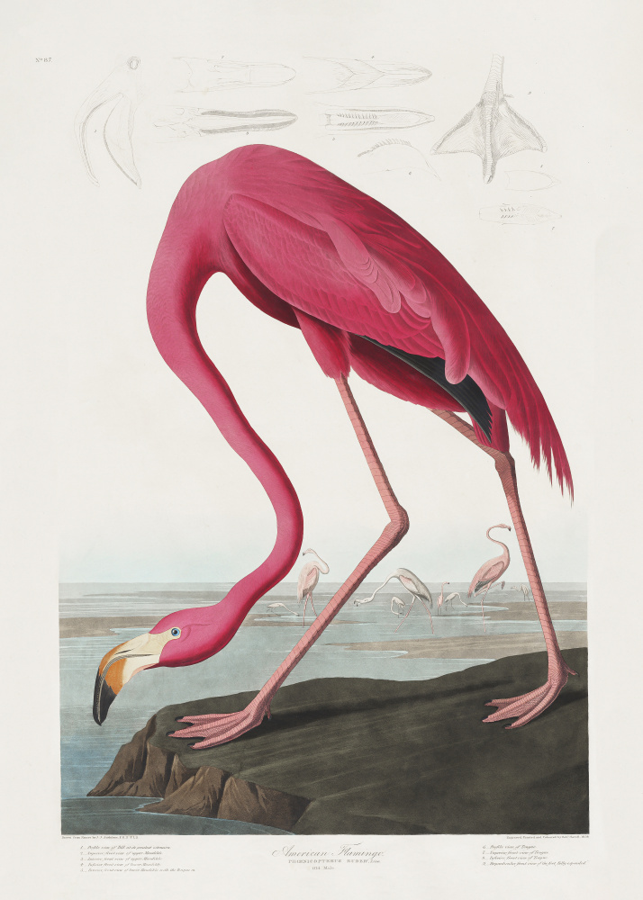 Rosa Flamingo von Birds of America (1827) von John James Audubon