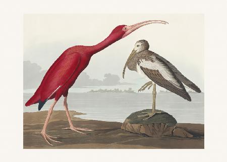 Scharlachroter Ibis von Birds of America (1827)