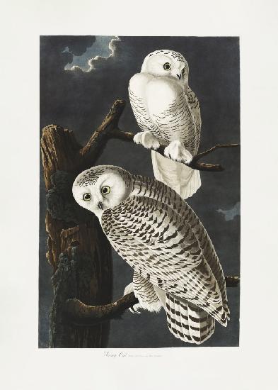 Schneeeule von Birds of America (1827)