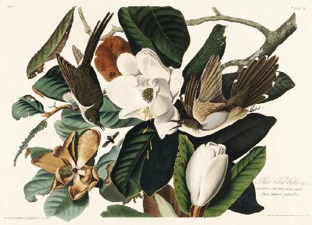 Schwarzschnabelkuckuck von Birds of America (1827)