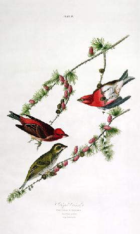 Purple Finch, from 'Birds of America'