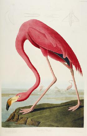 American Flamingo. Tafel 87 aus 'The Birds of America' Robert Havell nach John James Audubon. 1838