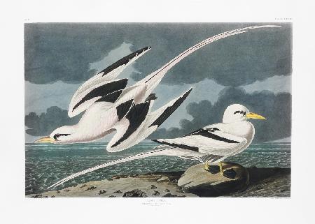Tropischer Vogel von Birds of America (1827)