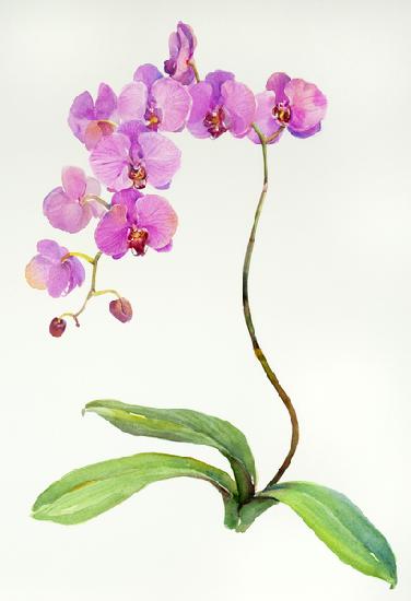 Orchid botanical 2013